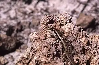 Description de l'image Trachylepis planifrons.jpeg.