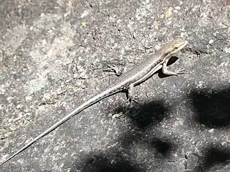 Description de l'image Trachylepis varia.jpeg.