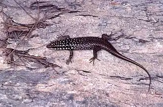 Description de l'image Trachylepis vato.jpeg.