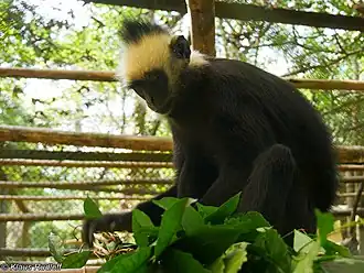 Description de l'image Trachypithecus laotum.jpg.