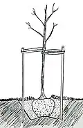 9. Tuteurs au pied de chaque plant (si le lieu est très venteux).