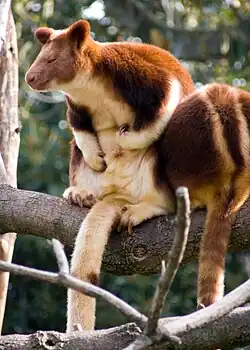 Deux individus au Zoo de Melbourne.