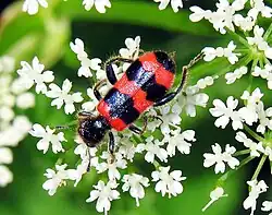 Trichodes apiarus, l'extrémité des élytres est noir