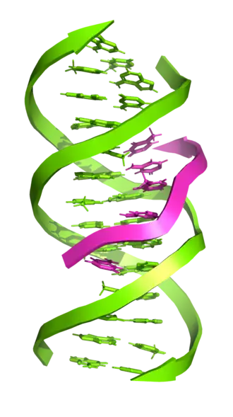 ADN triplex. Les flèches vont dans le sens 5' vers 3'. (PDB&nbsp;1BWG[3])
