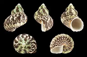 Turbo intercostalis.