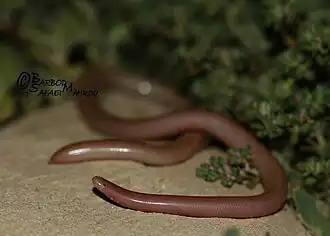 Description de l'image Typhlops wilsoni.jpeg.