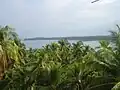 Vue des collines couvertes de cocotiers