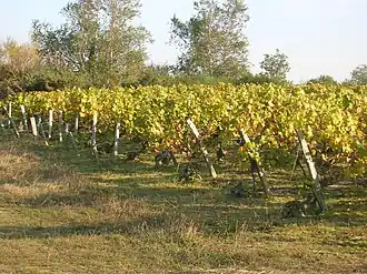 Vignoble en Vendée.