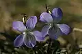 Viola lactea.