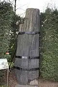 Tronc fossile de Walchia.
