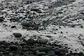 Plage de galets en bord de mer, Olympic National Park, États-Unis.