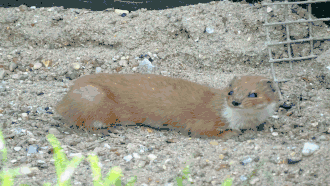 Belette au British Wildlife Centre