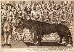 Présentation du loup des Chazes à la cour de Versailles. Coiffé d'un tricorne, Robert-François-Marc Antoine de Beauterne, fils cadet de François Antoine, figure au premier plan, à gauche de la gravure[97]. Portant le cordon bleu et la croix de l'ordre du Saint-Esprit, Louis XV palpe la bête naturalisée et fixée à une planche[n 13]. La reine Marie Leszczynska se tient à la droite du souverain[97]. Gravure publiée chez Mandare, rue Saint-Jacques.