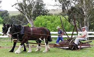 Compétition d traits australiens à Woolbrook.