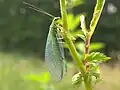 Chrysopa perla (Chrysopidae)