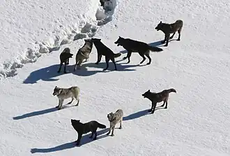 Variabilité de coloration dans une même meute.
