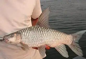 Labeobarbus sp. Zambezi.