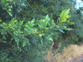 Zanthoxylum fagara.