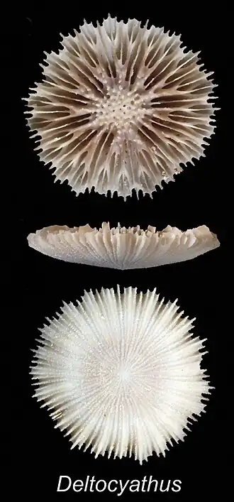 Deltocyathus rotulus
