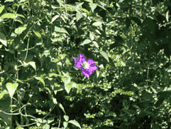 L'image montre un jardin. L'objectif effectue successivement deux travellings optiques avant et arrière : on a ainsi une illusion de rapprochement et d'éloignement du décor.