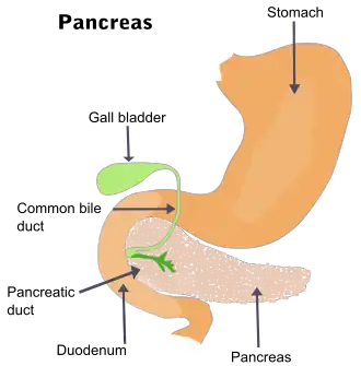 Description de l'image Illu pancrease.svg.