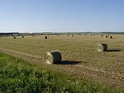 Champs à Pijanka.