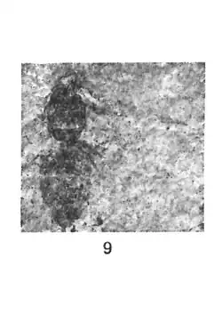 Dolichoderus coquandi éch. R606.