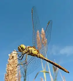 Sympetrum vulgatum (Libellulidae)