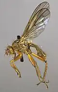 Tetanocera arrogans.