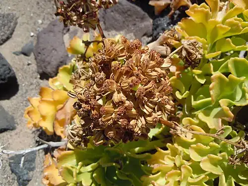 Infrutescence.