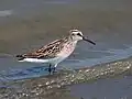 Bécasseau falcinelle