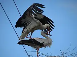 cigogne nidifiant.