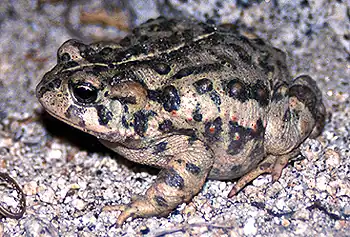 Crapaud boréal appelé Crapaud de l'Ouest.