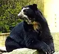 L'ours à lunettes (Tremarctos ornatus)