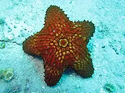 Euretaster insignis