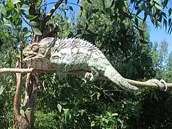 Le Caméléon Verruqeux