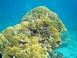 Une très vieille colonie de corail (Porites) sur la barrière ouest.