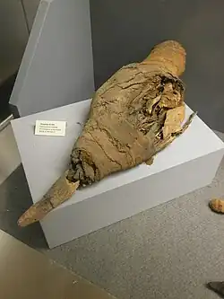 Momie d'ibis, époque gréco-romaine.