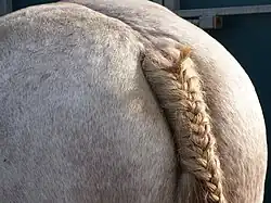 Fesses d'un cheval en gros plan.