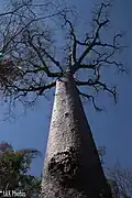 baobab de Vohibasia