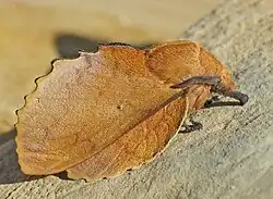 Gastropacha (Gastropacha) quercifolia (Linnaeus, 1758)