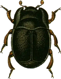 Plegaderus caesus.