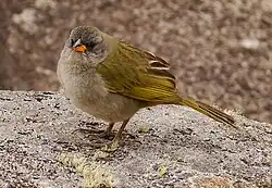 Embernagre à cinq couleurs (Embernagra longicauda)