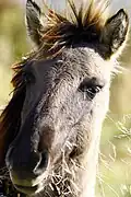 Tête d'un cheval gris, vue de face