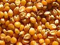 Des grains de maïs