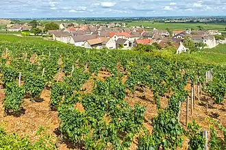 Chassagne-Montrachet