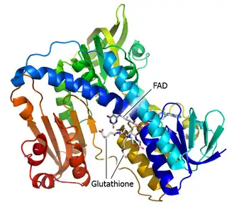 Image illustrative de l’article Glutathion-réductase