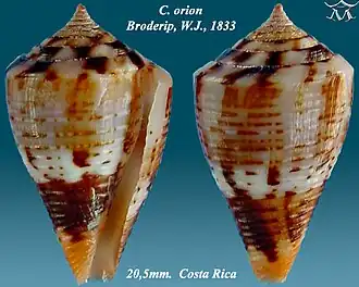Description de l'image Conus orion 1.jpg.