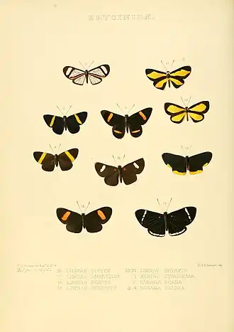Description de l'image Illustrations of new species of exotic butterflies Limnas, Xynias & Panara.jpg.