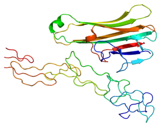 Image illustrative de l’article Lymphotoxine alpha